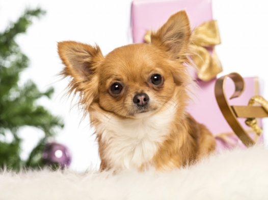 长毛吉娃娃图片