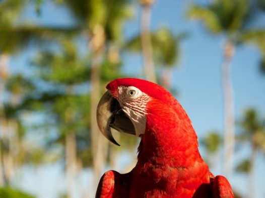 红色鹦鹉图片
