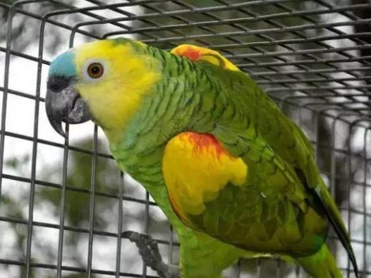 蓝顶亚马逊分布于巴西的许多地区，黄翼亚马逊则分布于北玻利维亚、巴拉圭、阿根廷北部及巴西部分地区。