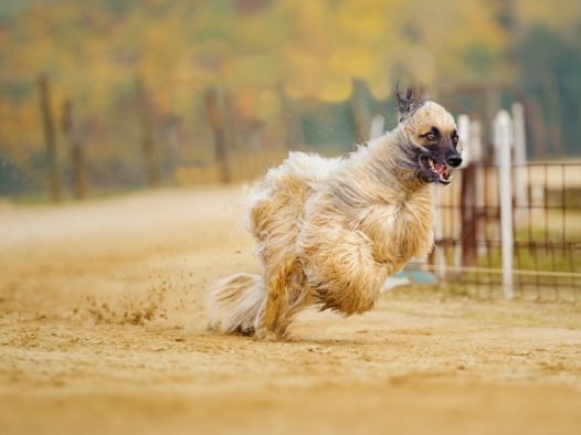 阿富汗猎犬图片