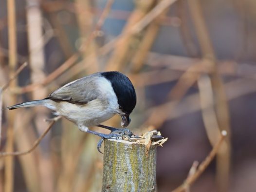 沼泽山雀觅食图片