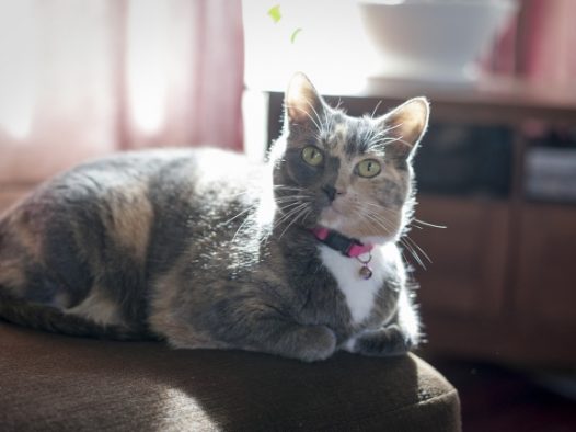 家养宠物猫可爱图片