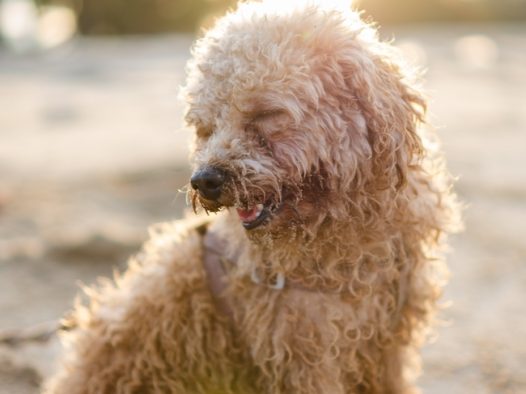 香槟色贵宾犬图片
