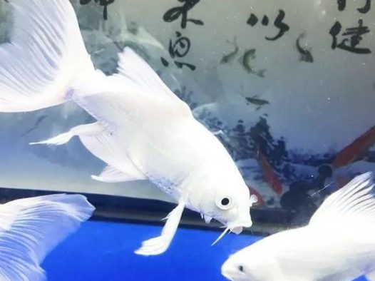 鱼友“爱我你会火”曾在网上晒出自家的蝴蝶鲤美照,有黑白色调、有彩色原图。在白灯的加持下,每一条的蝴蝶鲤都是石膏白、大七鳍,飘逸非凡、品相霸气,很漂亮!一起来欣赏一下!~