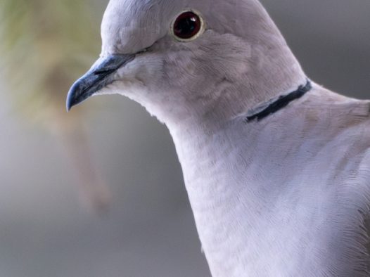 微距特写灰色斑尾林鸽摄影图片