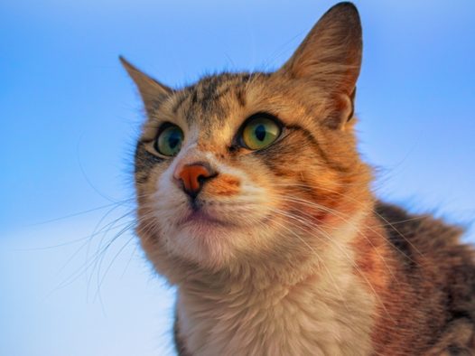 可爱萌系小猫咪图片