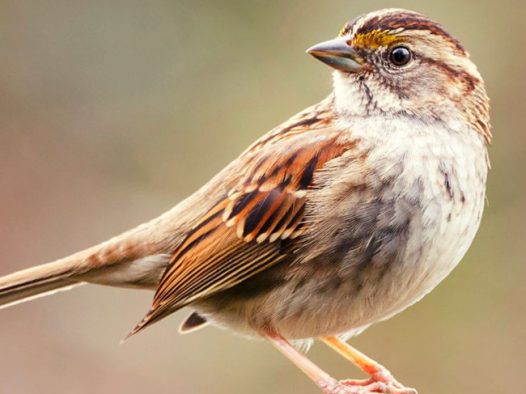 野生稀有飞禽动物图片