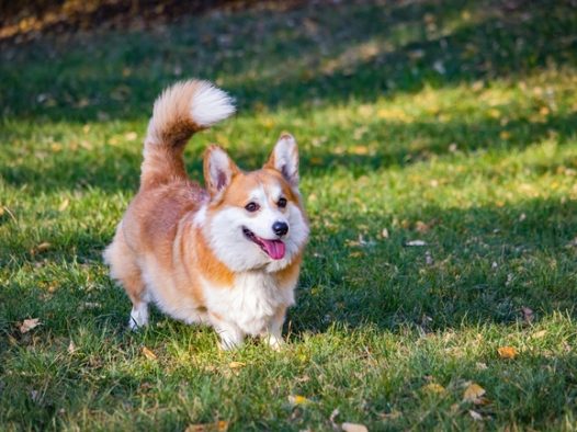 草地可爱威尔士柯基犬摄影图片
