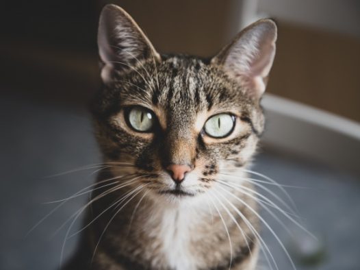 萌猫咪头像图片