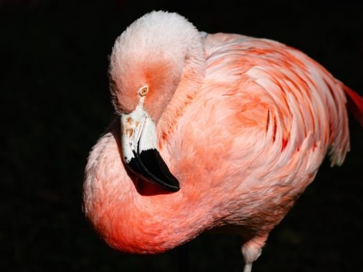 一只火烈鸟的侧身照片