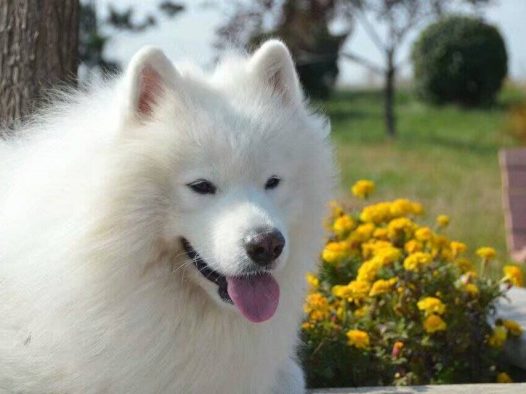 岁月如梭，芳华易逝。时光如潮水，2018年的第一个月静静的流淌而过，2月在千呼万唤中苏醒过来，她是辞旧迎新的信使，为我们送来新年的希望与喜悦。1月再见，旧年再见。2月你好，新年你好！ 2018幸福年的脚步越来越快，新年就要有新气象，乖乖小弟今天做了美容变帅了，我辛巴马上就到六岁生日了，祝福大家事业生活一切旺旺旺