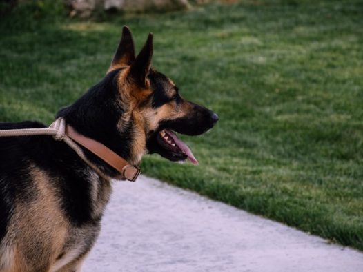 狼犬成年犬图片