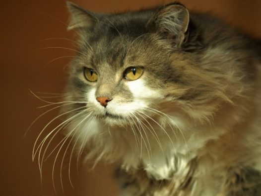 可爱毛绒小猫图片