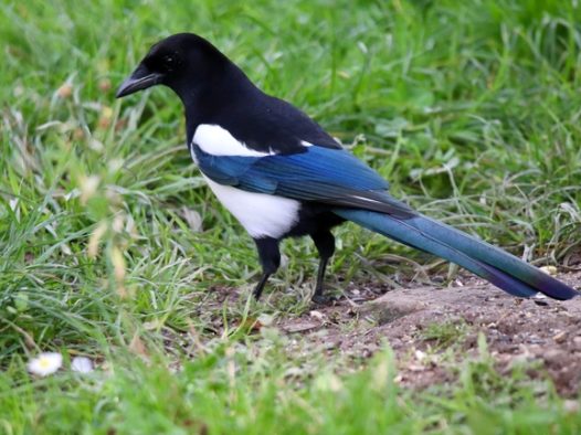 野生长尾黑嘴喜鹊摄影图片