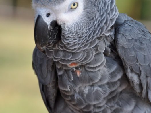 灰色鹦鹉图片