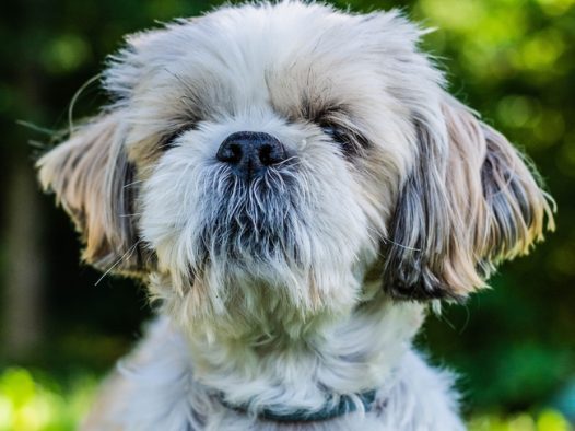 可爱西施犬狗狗图片