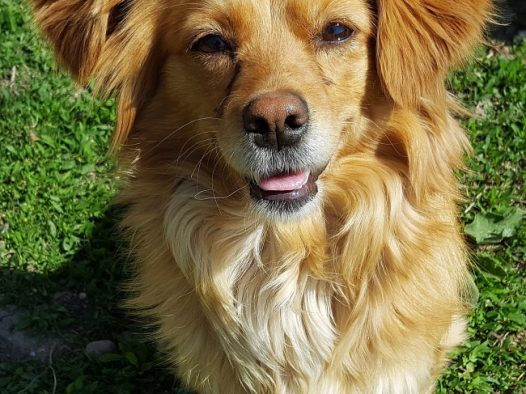 一只呆萌幼犬图片