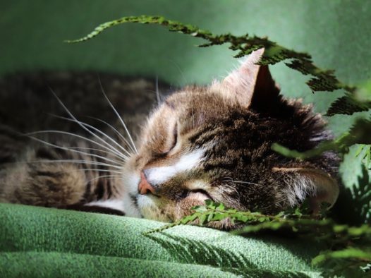 沉睡的小猫咪摄影图片