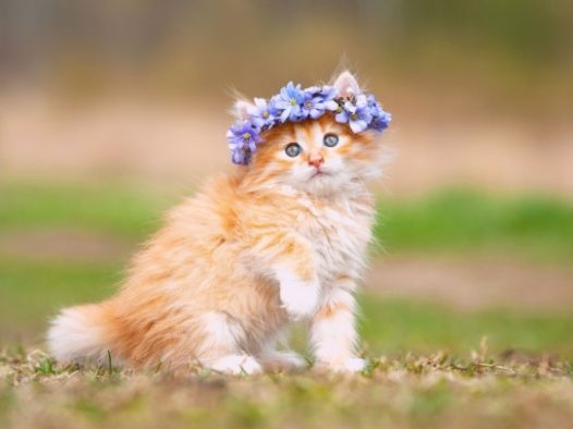 小清新可爱萌猫图片