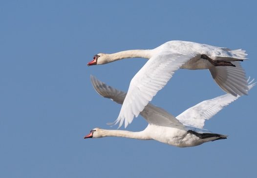 两只天鹅高飞图片