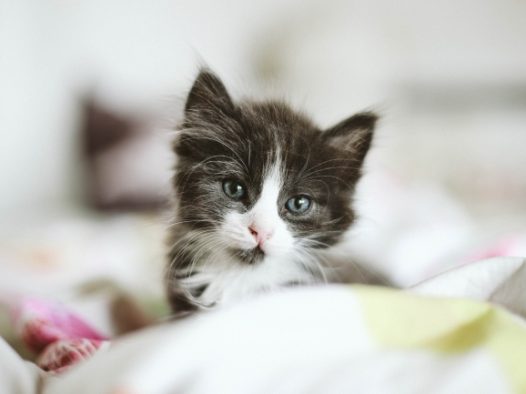 可爱卖萌小奶猫图片