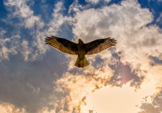 翱翔天际的老鹰图片