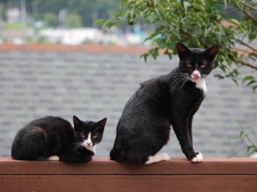 木墙上两只猫咪图片