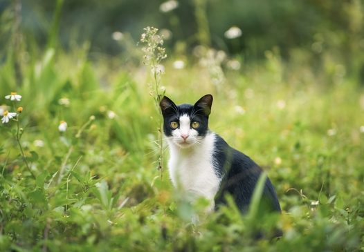 荒野迷路的小猫咪图片