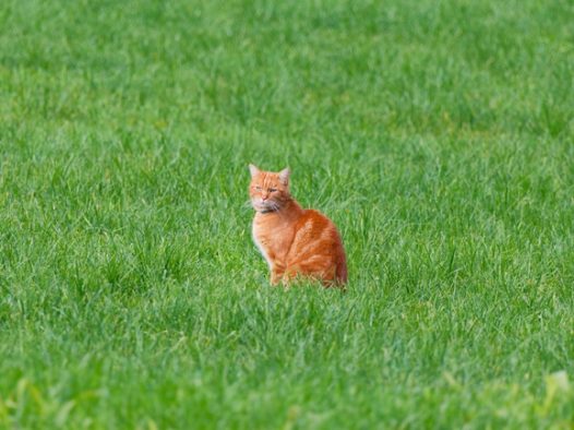 站在绿色草地中央的小肥猫图片