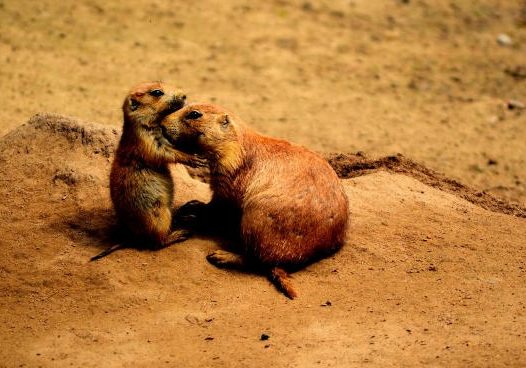 可爱迷你小仓鼠图片