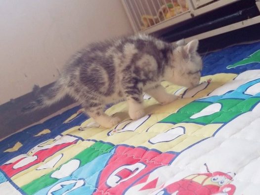 美国短尾猫弟弟