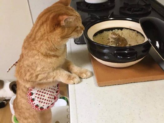 洒家新请的猫咪小保姆，了解一下