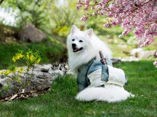 白色银狐犬图片
