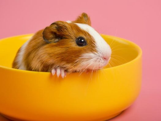 迷你可爱宠物仓鼠图片