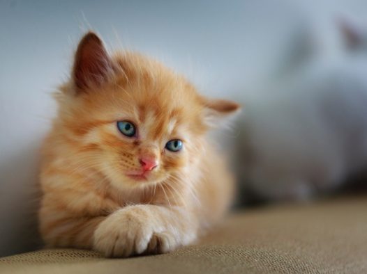 小猫可爱图片
