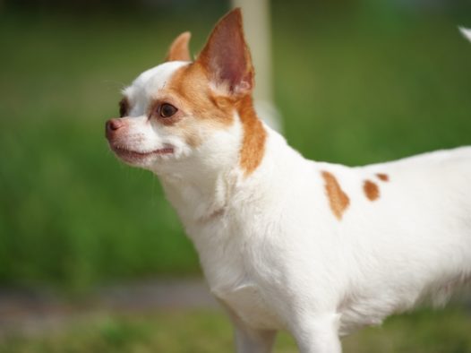 可爱呆萌宠物犬狗狗图片