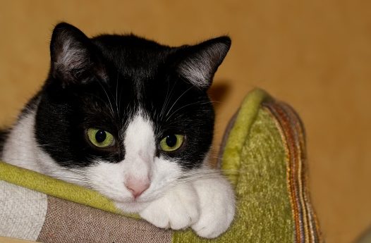 蓝眼睛黑色小猫图片