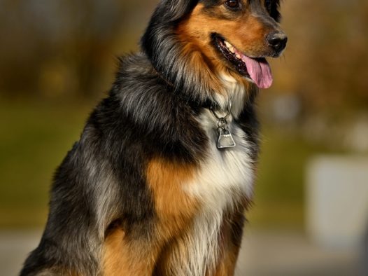 蹲坐在地上的黑色德国牧羊犬图片