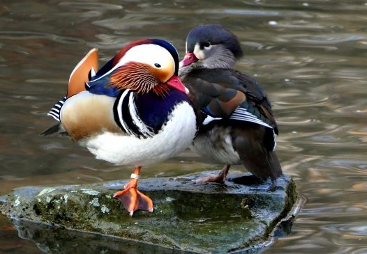 石头上休憩的鸳鸯图片