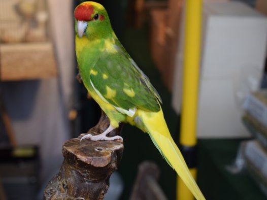 绿黄鹦鹉高清图片