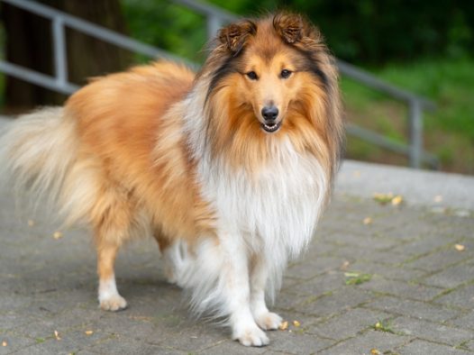 喜乐蒂牧羊犬摄影图片
