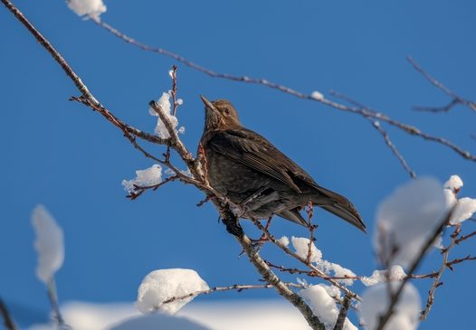 冬季蓝天枯枝积雪小鸟摄影图片