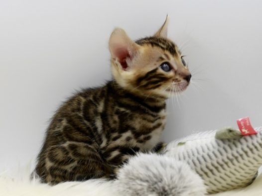 虎斑小猫咪图片