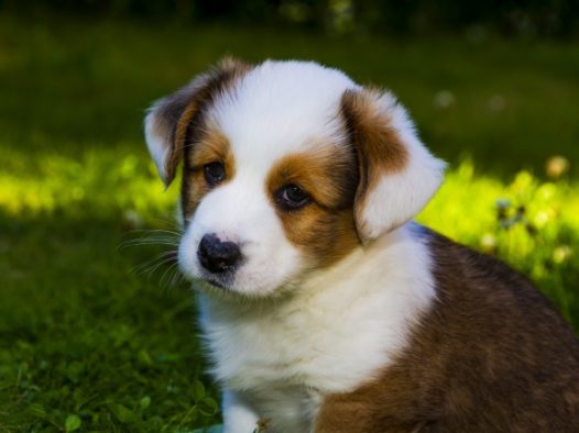 威尔士柯基犬图片