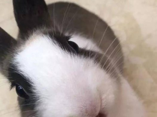 好可爱哦 萌萌哒,正好来场龟兔赛跑