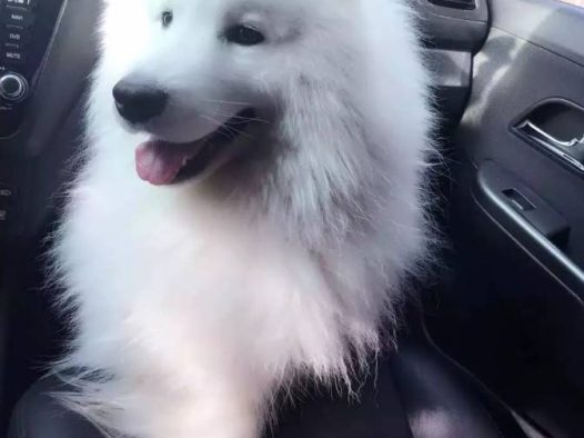 因此很多人说萨摩耶狗狗鼻子干干的就意味着它生病了，这可不是空穴来风。而且萨摩耶狗狗鼻子干还有一个可能那就是它上火了。