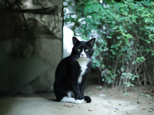 呆萌小黑猫图片