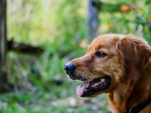 深色金毛犬图片