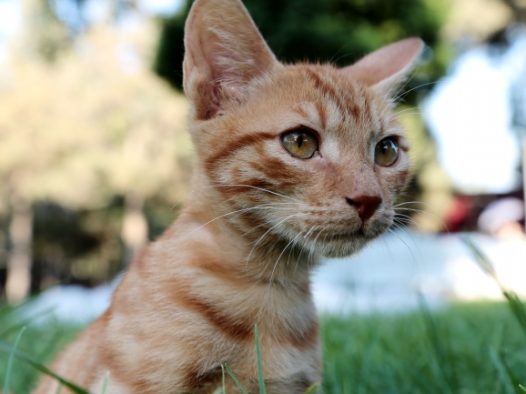 可爱小橘猫图片