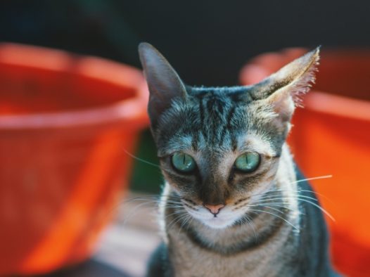 非洲短毛猫咪图片